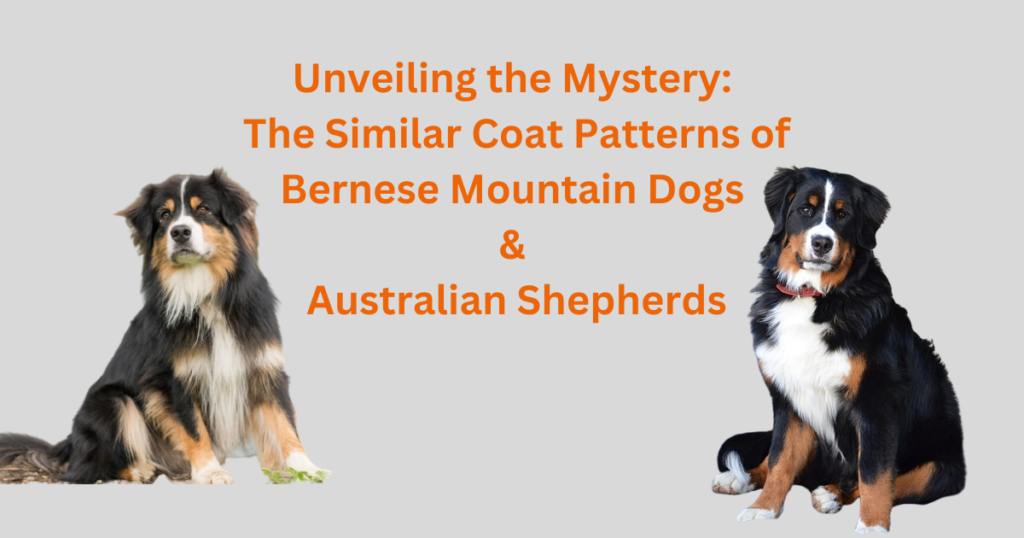 Bernese Mountain Dogs & Australian Shepherds