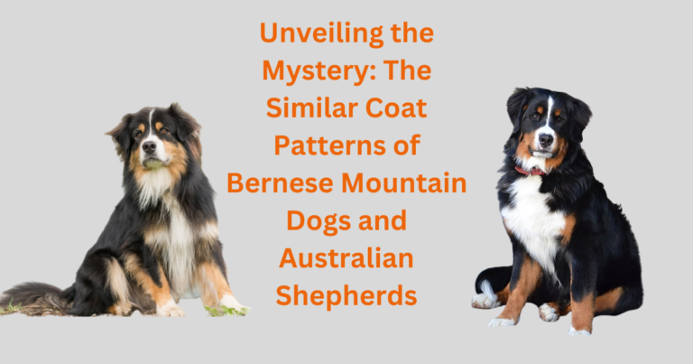 Bernese Mountain Dogs and Australian Shepherds