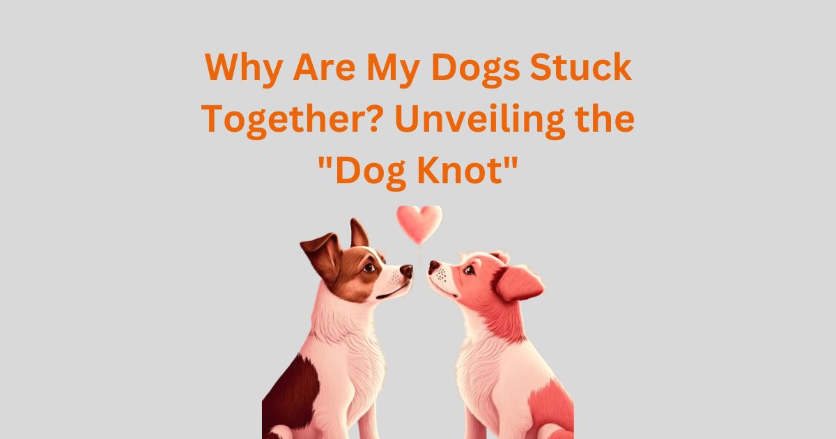 The Ultimate Guide to the Dog Knot Why It Happens and How to Handle It