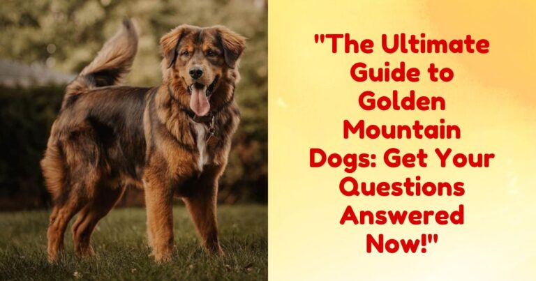 Golden Mountain Dog