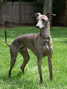 Greyhound Breed