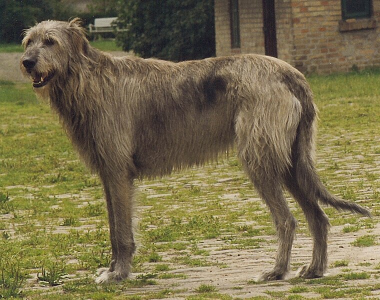 Irish Wolfhound Breed