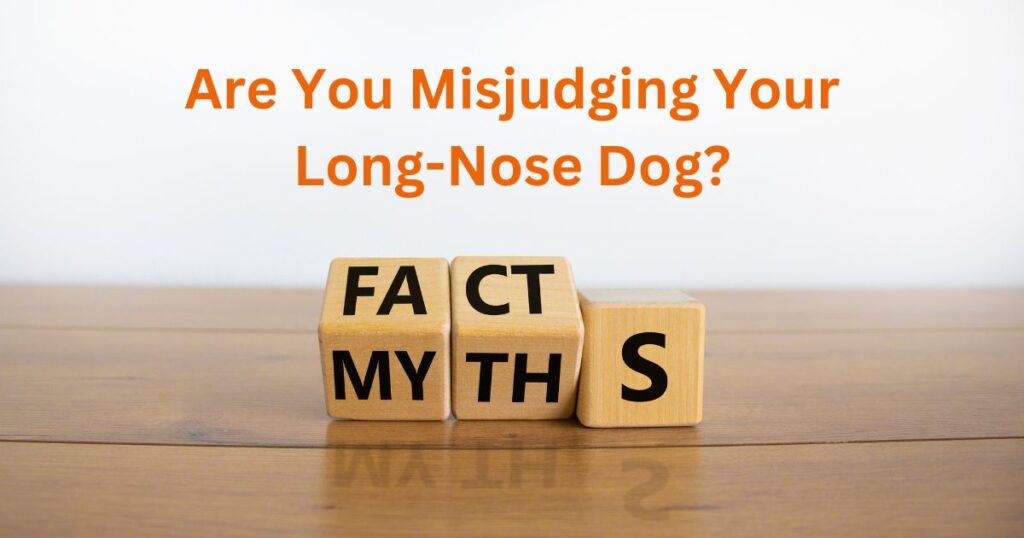 Long-Nose Dog Breeds Myths and Facts