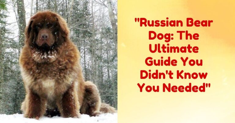 Russian Bear Dog